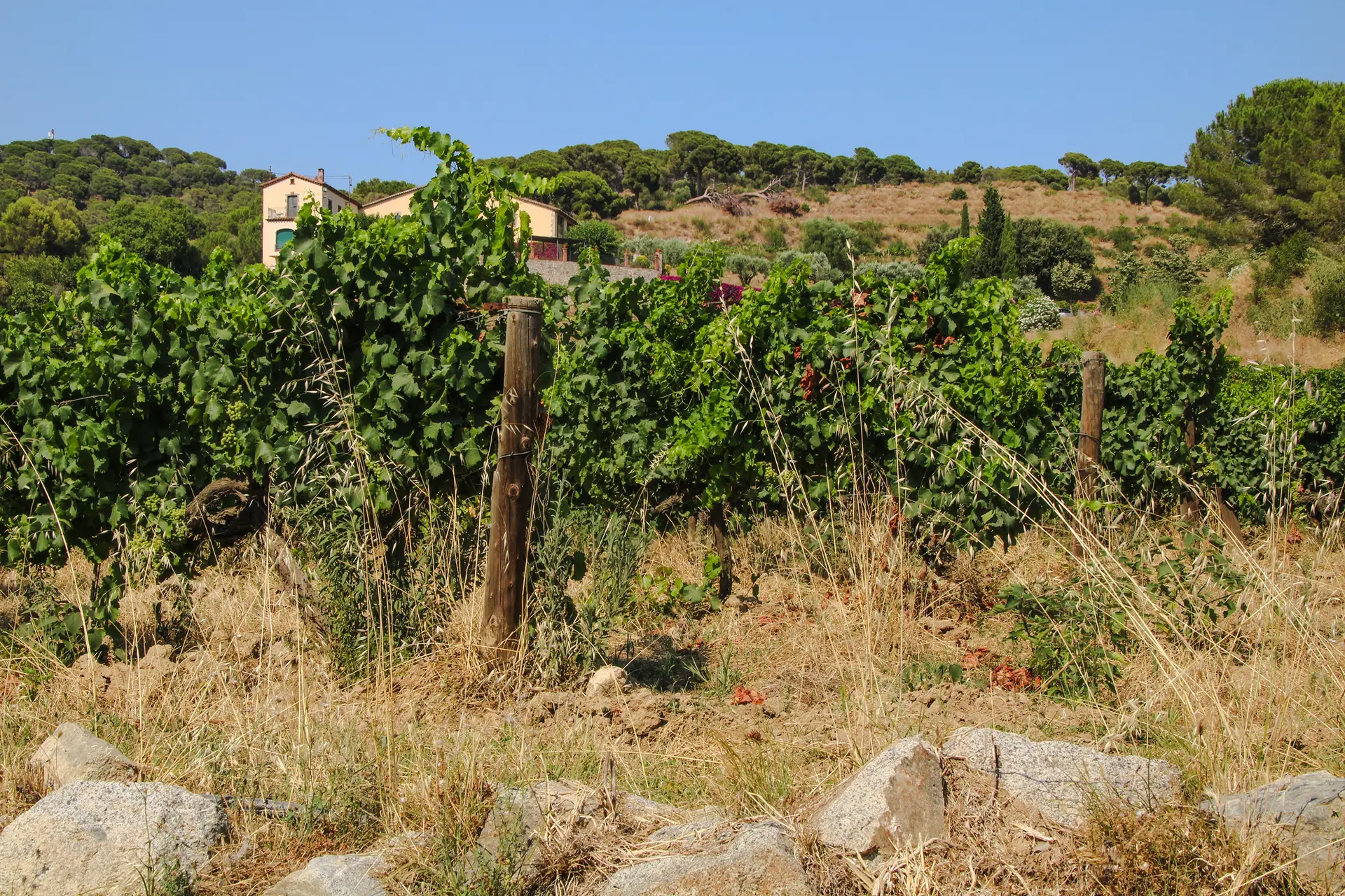 Vinyes Alella